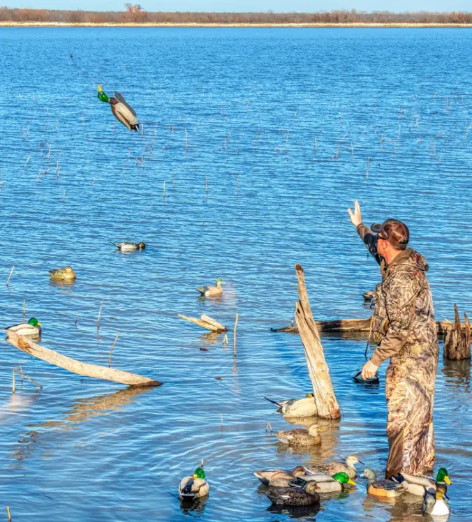 Duck decoys image