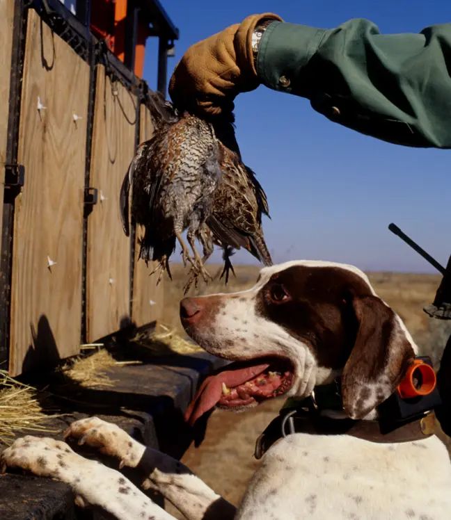 Quail and dog image