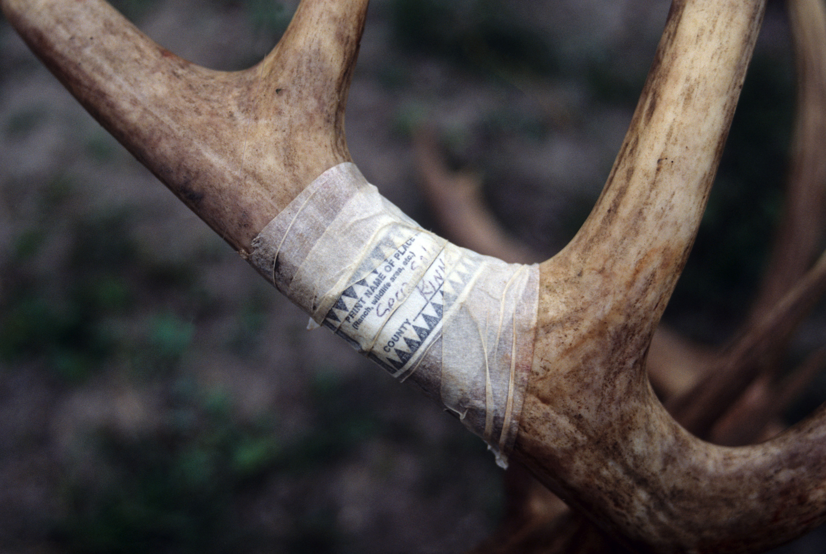 Whitetail antler image